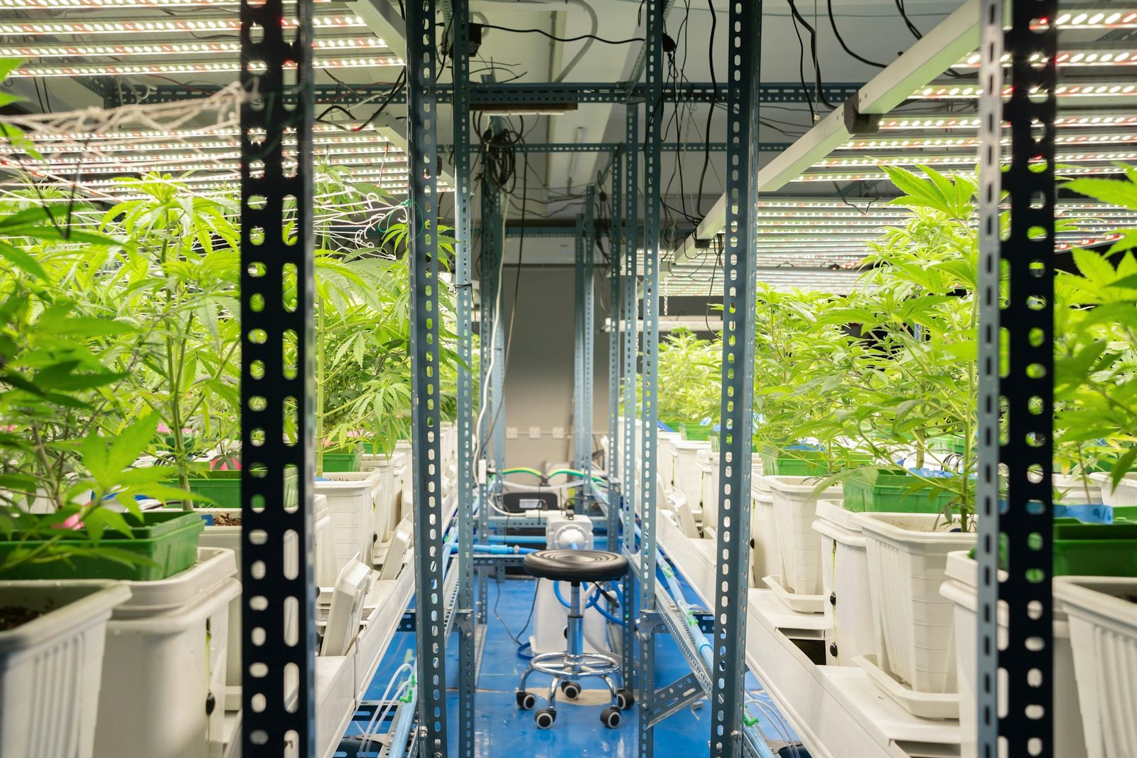 Marijuana, hemp or cannabis plant leaves farm lab. Organic product in laboratory. Medical Food.Ganja